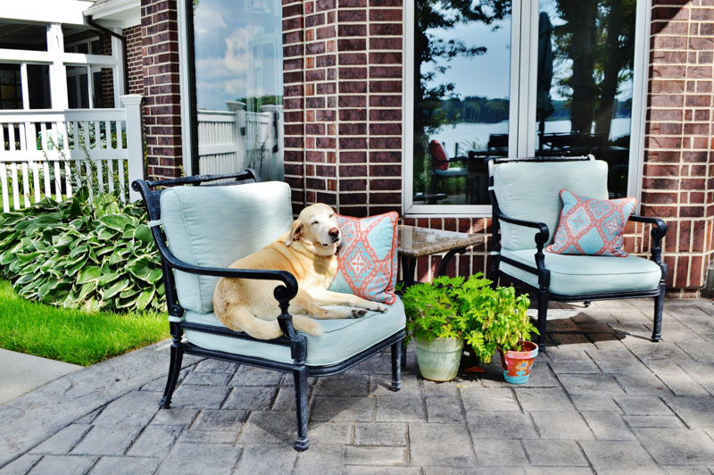 Outdoor Patio Furniture With A Cute Yellow Lab Dog Sitting On A Patio Chair.